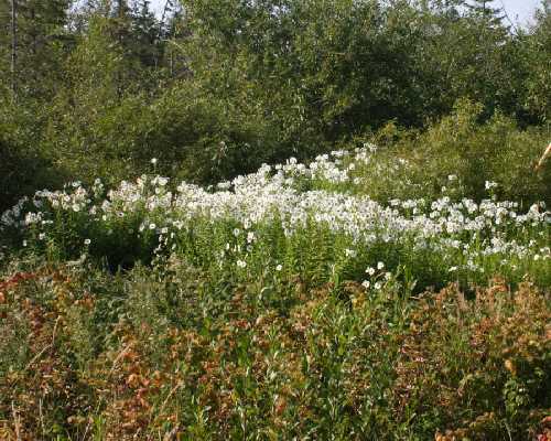 Leucanthemella serotina image