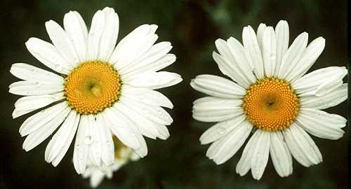 Leucanthemum image