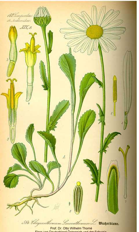 Leucanthemum vulgare image
