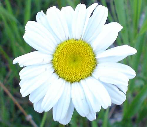 Leucanthemum vulgare image