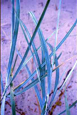 Leymus arenarius image