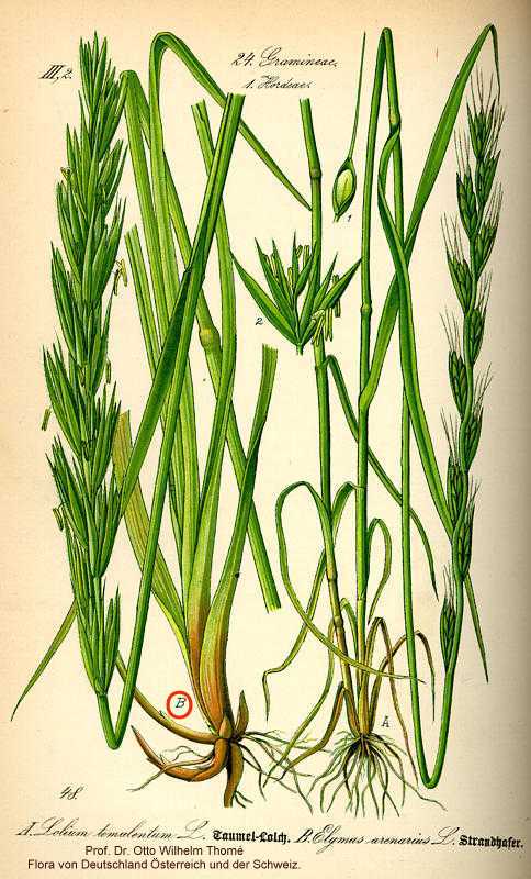 Leymus image