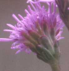 Liatris ligulistylis image