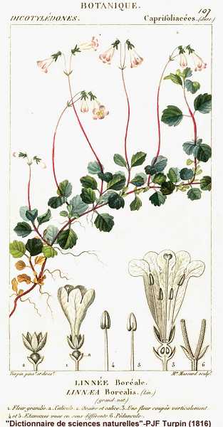 Linnaea borealis image