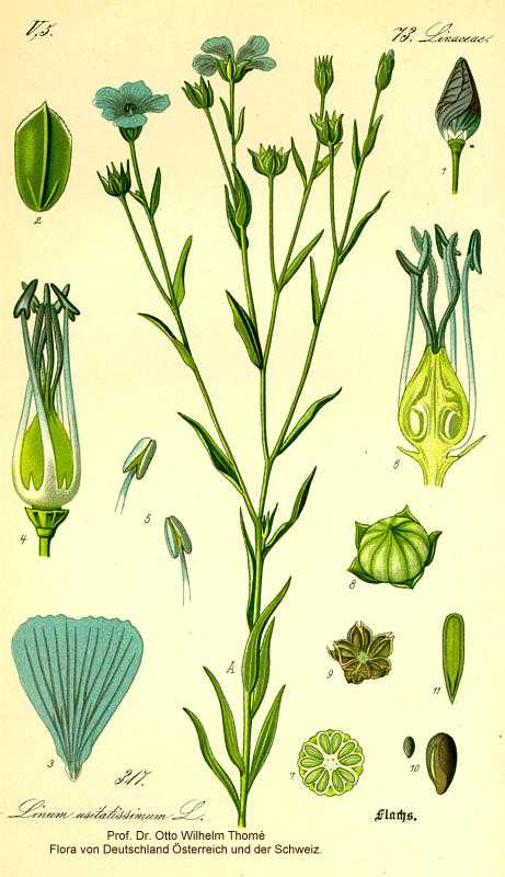 Linum usitatissimum image