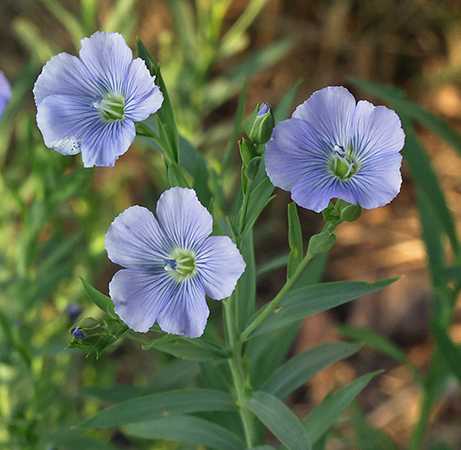 Linum usitatissimum image