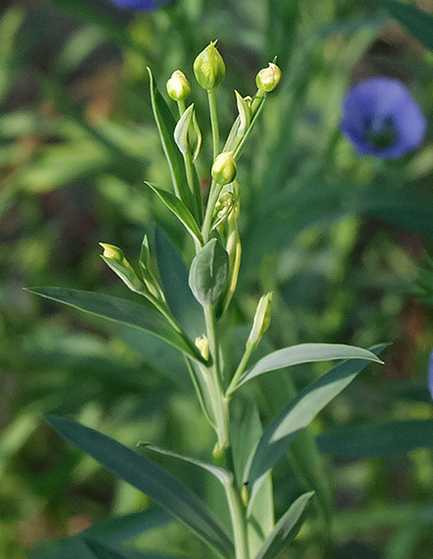 Linum usitatissimum image