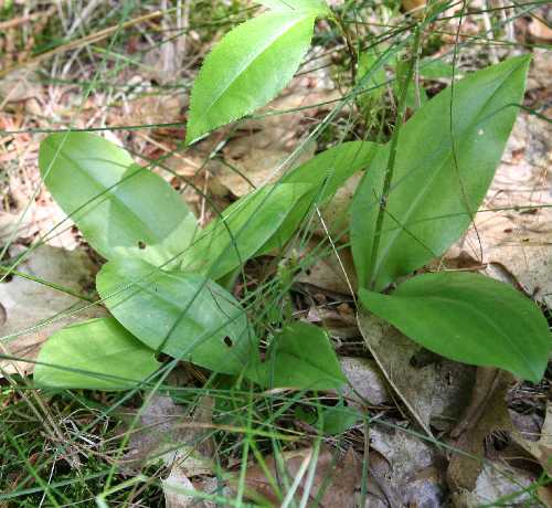 Liparis liliifolia image