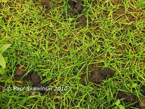 Littorella uniflora var. americana image