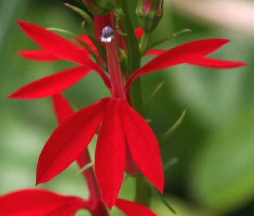 (linked from Lobelia cardinalis var. cardinalis) Lobelia image