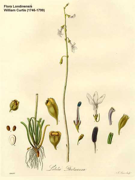 Lobelia dortmanna image