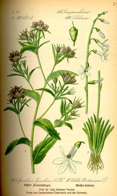 Lobelia dortmanna image