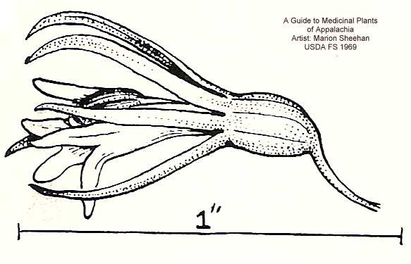 Lobelia inflata image