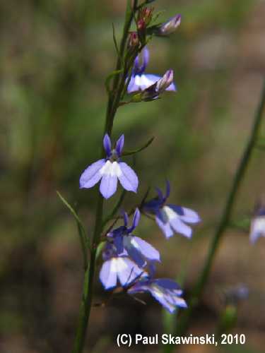 Lobelia kalmii image