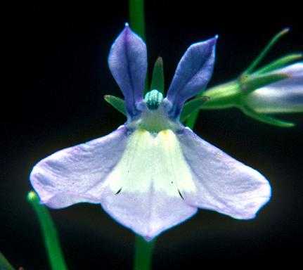 Lobelia kalmii image