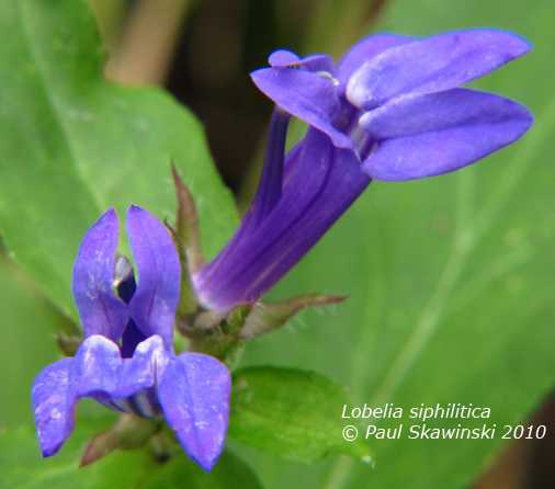 Lobelia siphilitica image