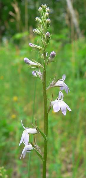 Lobelia spicata image