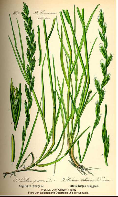 Lolium perenne image