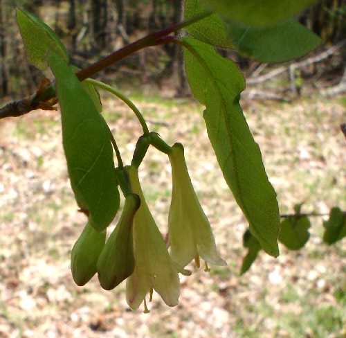 Lonicera canadensis image