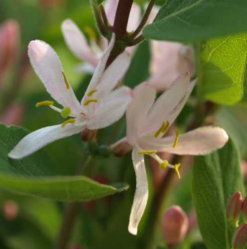 Lonicera image
