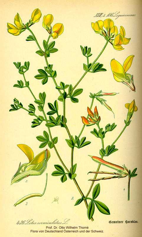 Lotus corniculatus image