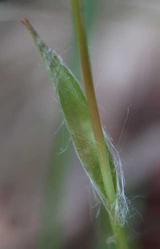 Luzula acuminata image