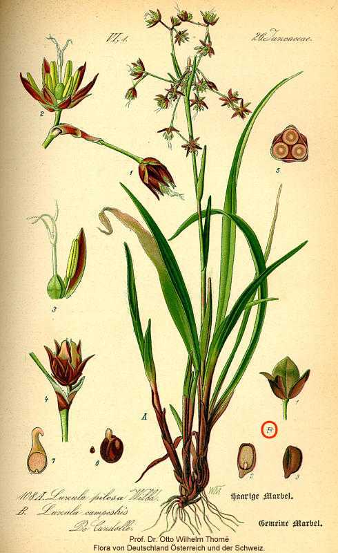 Luzula multiflora image