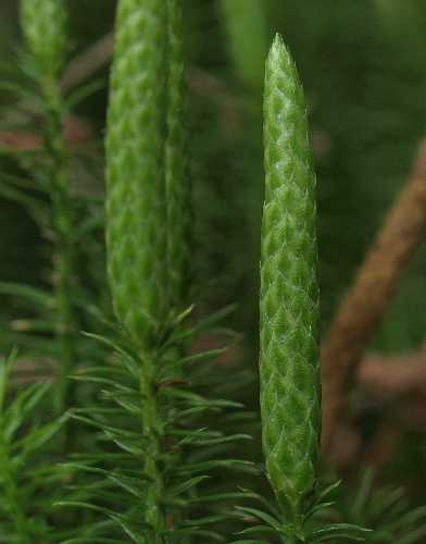 Spinulum annotinum image