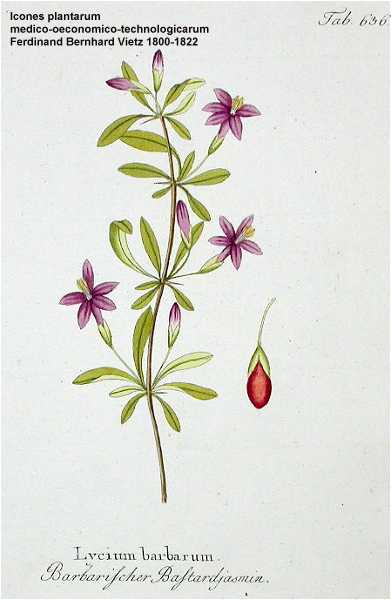Lycium barbarum image