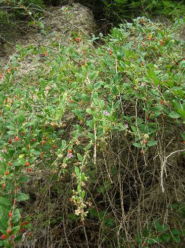 Lycium barbarum image