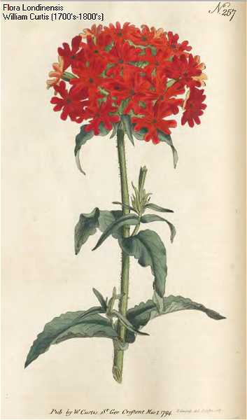 Silene chalcedonica image