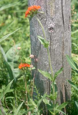 Silene chalcedonica image