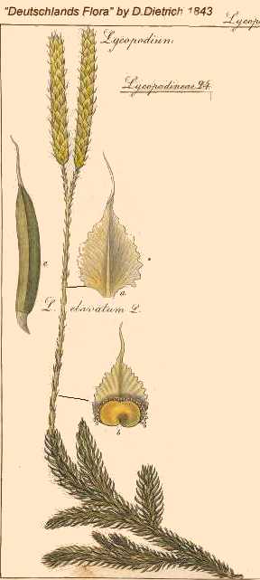 Lycopodium clavatum image