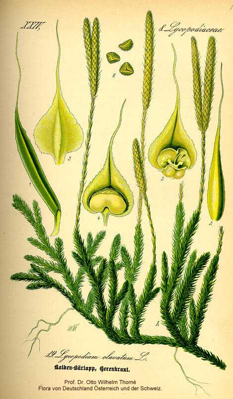 Lycopodium clavatum image