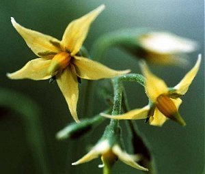 Solanum lycopersicum image