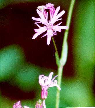 Silene flos-cuculi image