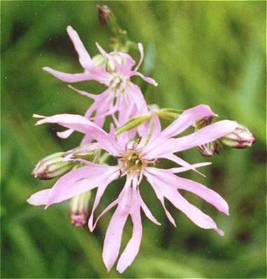 Silene flos-cuculi image