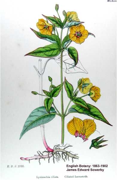 Lysimachia ciliata image