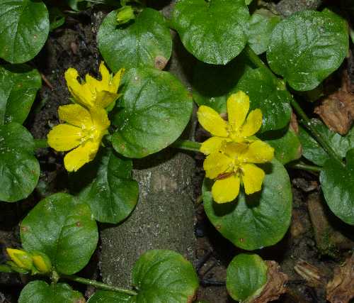 Lysimachia nummularia image