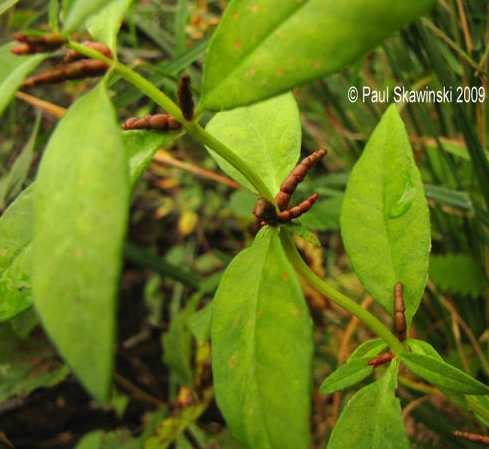 Lysimachia terrestris image