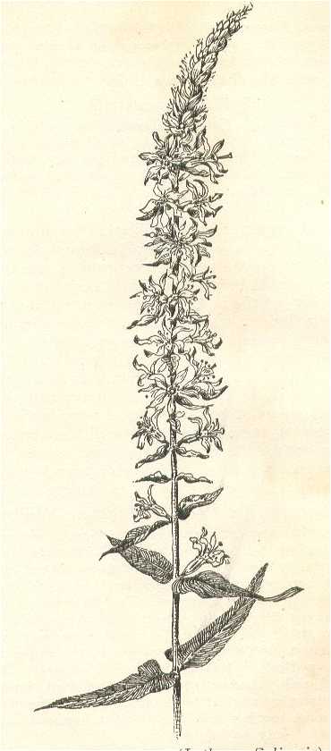 Lythrum salicaria image