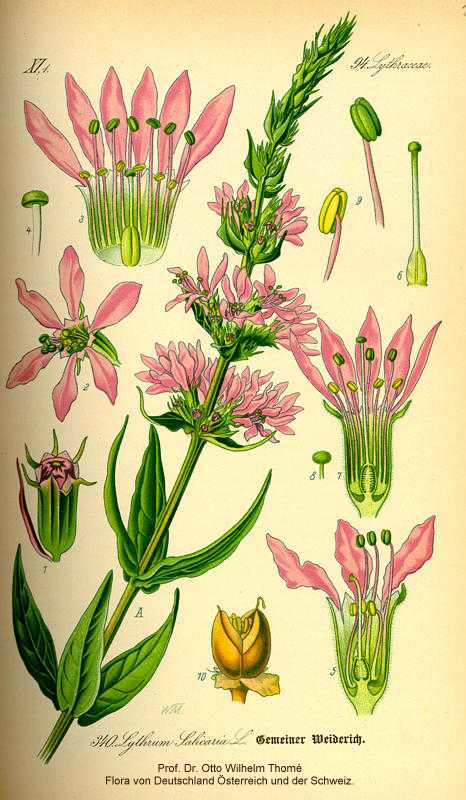 Lythrum salicaria image