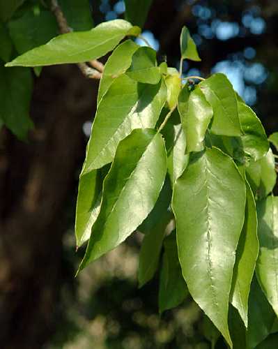 Maclura pomifera image