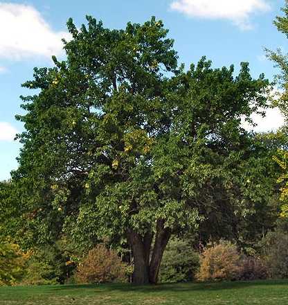 Maclura pomifera image