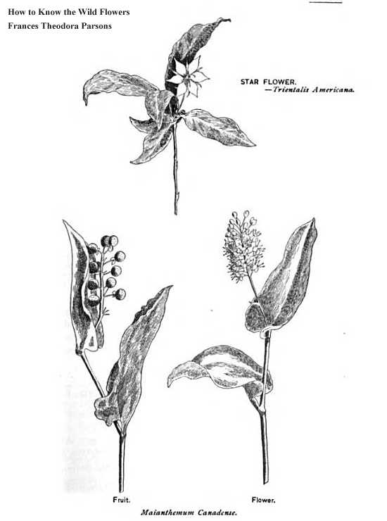Maianthemum canadense image