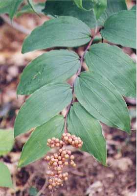 Maianthemum racemosum image