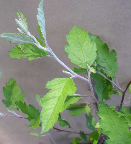 Malus ioensis image