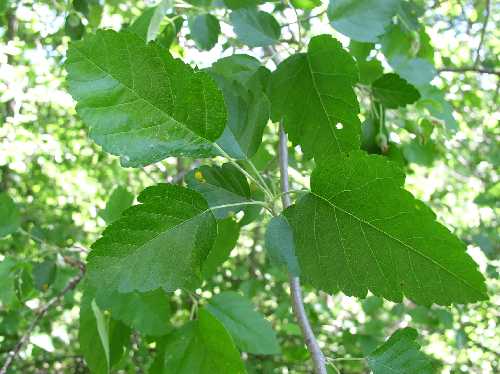 Malus ioensis image