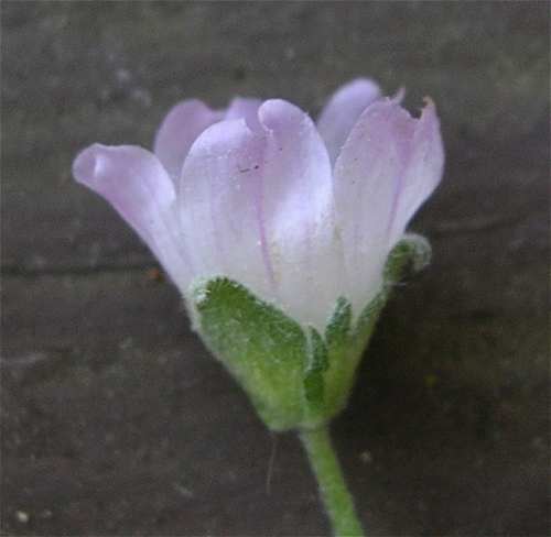 Malva neglecta image