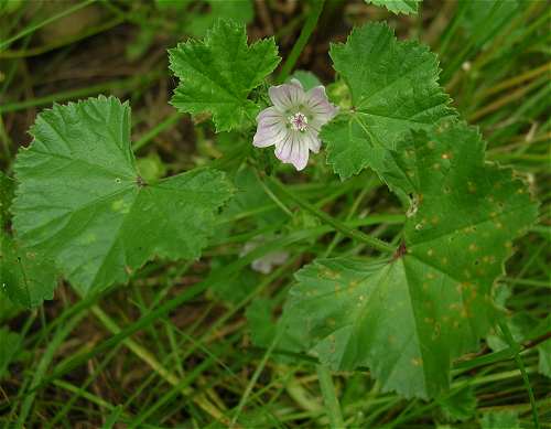 Malva neglecta image